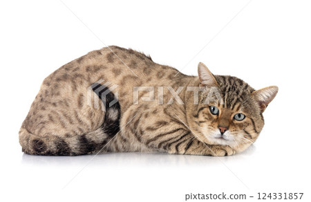 bengal kitten in studio 124331857
