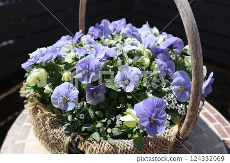 Pastel colored violas in a basket Pastel colored violas in a basket 124332069
