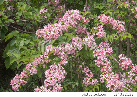 Weigela / Branches with flowers drooping heavily Weigela / Branches with flowers drooping heavily 124332132