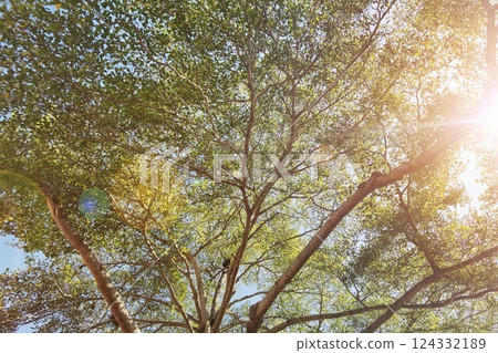 Landscape the big tree  124332189