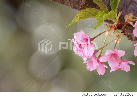 河津櫻花盛開 124332262
