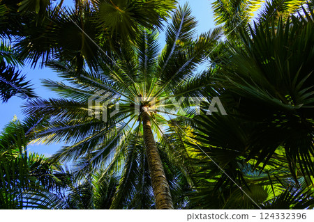 Overseas Travel Philippines Boracay Island Shangri-La Boracay 124332396