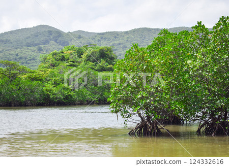 Mangrove in Iriomote Island Mangrove in Iriomote Island 124332616
