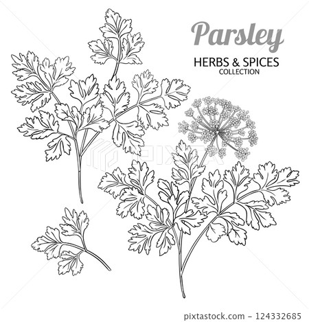 Parsley Branch with Flowers Outline Illustration 124332685