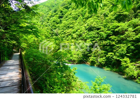 初夏的抱返溪谷。日本秋田縣仙北。五月下旬 124332781