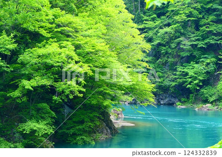 初夏的抱返溪谷。日本秋田縣仙北。五月下旬 124332839