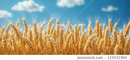 Wheat ears or spikelets. Yellow field,  blue sky , clouds in the background. Horizontal background 124332904