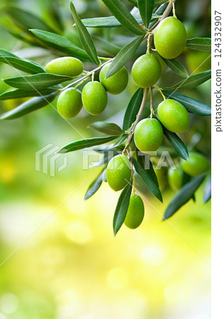 Olive tree branch with leaves and green olives against natural background. Bokeh effect 124332907