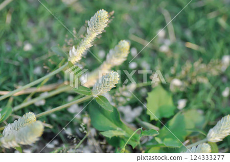 Gomphrena serrata L, Gomphrena celosioides or prostrate globe amaranth or grass flower 124333277