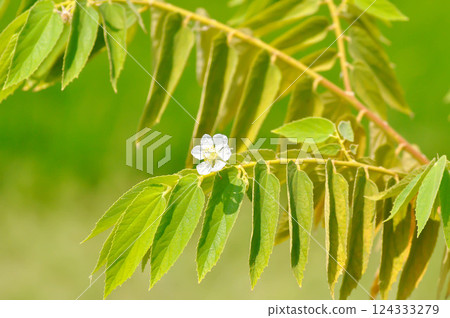 Calabura, Jam tree or Jamaican cherry or Malayan Cherry or Muntingia calabura L or MUNTINGIACEAE or West Indian Cherry plant with flower and seed 124333279