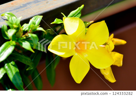 Allamanda cathartica L , Golden trumpet or Allamanda or APOCYNACEAE Allamanda cathartica L , Golden trumpet or Allamanda or APOCYNACEAE 124333282