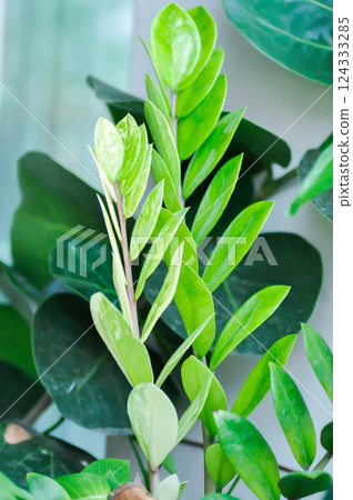 Zamioculcas zamifolia , Zanzibar Gem or ARACEAE or zamioculcas zamiifolia variegata or bicolor zamioculcas zamiifolia Zamioculcas zamifolia , Zanzibar Gem or ARACEAE or zamioculcas zamiifolia variegata or bicolor zamioculcas zamiifolia 124333285