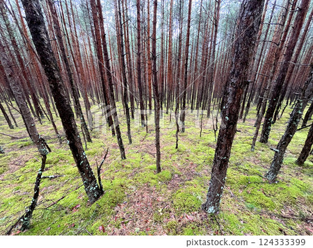 A serene and tranquil forest scene filled with towering pine trees and lush green moss growing abundantly underfoot A serene and tranquil forest scene filled with towering pine trees and lush green moss growing abundantly underfoot 124333399