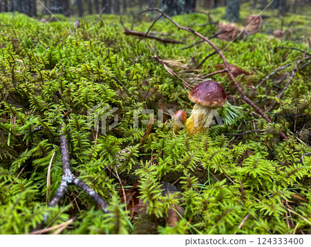 A closeup image of mushrooms flourishing on a vibrant, lush mossy floor located in a tranquil, serene forest A closeup image of mushrooms flourishing on a vibrant, lush mossy floor located in a tranquil, serene forest 124333400