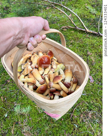 A hand holds a woven basket filled with freshly foraged mushrooms in a vibrant green setting, evoking adventure A hand holds a woven basket filled with freshly foraged mushrooms in a vibrant green setting, evoking adventure 124333401
