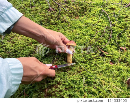 A person is carefully harvesting beautiful mushrooms from vibrant green moss in a serene natural setting A person is carefully harvesting beautiful mushrooms from vibrant green moss in a serene natural setting 124333403
