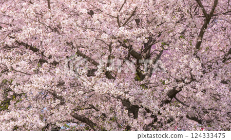 Cherry Blossoms Cherry Blossoms 124333475
