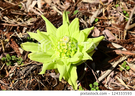 Fukinoto that announces the arrival of spring Fukinoto that announces the arrival of spring 124333593