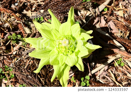 Fukinoto 宣告春天的到來 124333597