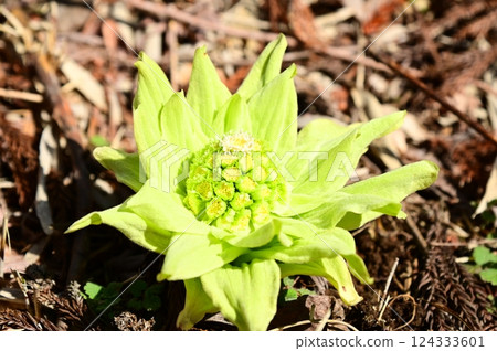 Fukinoto that announces the arrival of spring Fukinoto that announces the arrival of spring 124333601