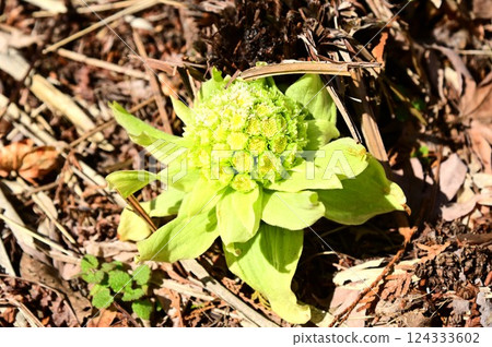 Fukinoto that announces the arrival of spring Fukinoto that announces the arrival of spring 124333602