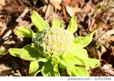 Fukinoto that announces the arrival of spring Fukinoto that announces the arrival of spring 124333608