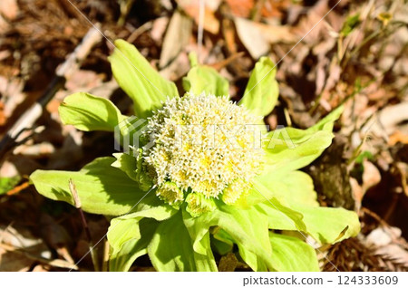 Fukinoto 宣告春天的到來 124333609