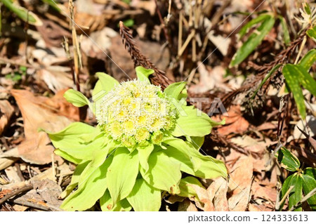 Fukinoto 宣告春天的到來 Fukinoto 宣告春天的到來 124333613