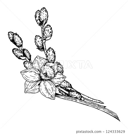 Hand drawn black and white illustration of blooming daffodil flower and willow branches. Suitable for spring-themed designs, greeting cards, botanical materials, Easter visuals and packaging. Hand drawn black and white illustration of blooming daffodil flower and willow branches. Suitable for spring-themed designs, greeting cards, botanical materials, Easter visuals and packaging. 124333629