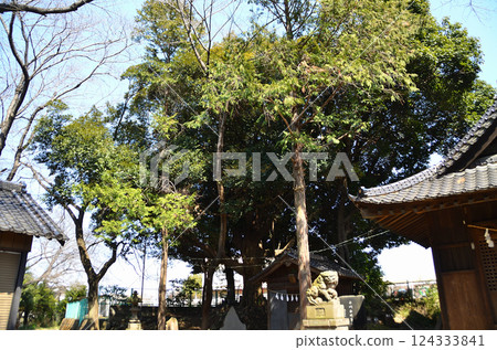 A large Sudajii tree next to the worship hall at Hikawa Shrine in Takibamuro, Konosu City, Saitama Prefecture A large Sudajii tree next to the worship hall at Hikawa Shrine in Takibamuro, Konosu City, Saitama Prefecture 124333841