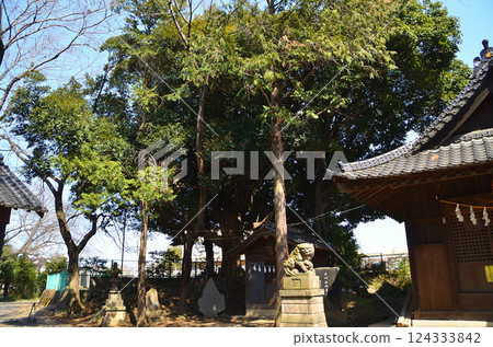 A large Sudajii tree next to the worship hall at Hikawa Shrine in Takibamuro, Konosu City, Saitama Prefecture 124333842