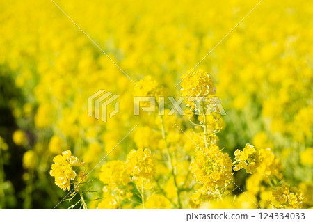 Rapeseed field Rapeseed field 124334033
