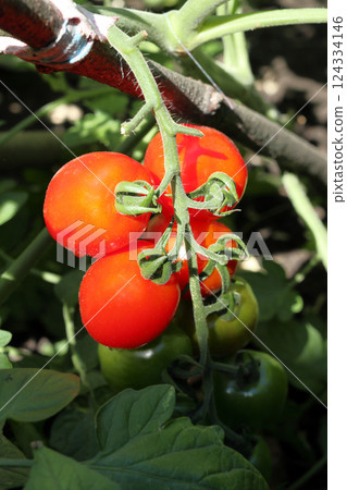 A branch of ripe red cherry tomatoes. 124334146
