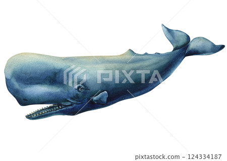 Watercolor illustration of blue sperm whale with teeth, swimming isolated on white, marine animal ocean wildlife artwork Watercolor illustration of blue sperm whale with teeth, swimming isolated on white, marine animal ocean wildlife artwork 124334187