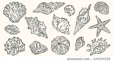2869_seashells 2869_seashells 124334350