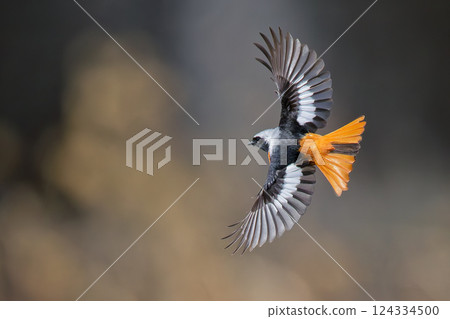 A male Daurian redstart changing direction 124334500