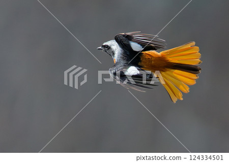 一隻雄性達烏爾紅尾鴝展翅翱翔 一隻雄性達烏爾紅尾鴝展翅翱翔 124334501