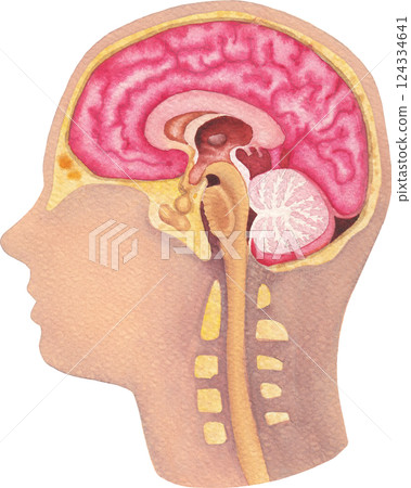 Watercolor illustration of a human brains and a nervous system. 124334641