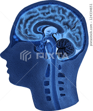 Watercolor illustration of a human brains and a nervous system in an x-rays style. Watercolor illustration of a human brains and a nervous system in an x-rays style. 124334651