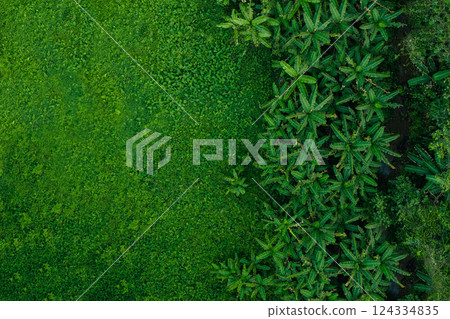 Aerial view of trees and grass in a green rainforest for background of the world, conservation and environment. 124334835