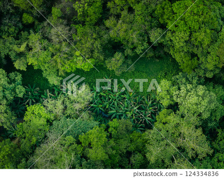 Aerial view of trees and grass in a green rainforest for background of the world, conservation and environment. 124334836