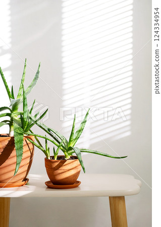 Aloe Vera Plants in Minimalist Home Setting with Soft Window Light and Cozy Ambiance. Aloe Vera Plants in Minimalist Home Setting with Soft Window Light and Cozy Ambiance. 124334954
