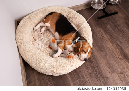 Beagle dog is lying on the dog bed 124334986