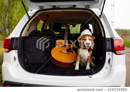 A cute beagle dog in a straw hat is sitting in the trunk of a car. A cute beagle dog in a straw hat is sitting in the trunk of a car. 124334989