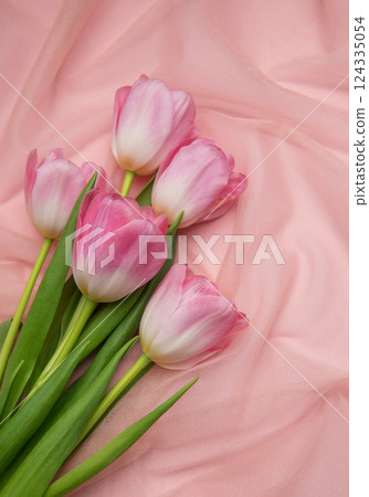 Pink tulips resting on delicate pink cloth with copyspace 124335054