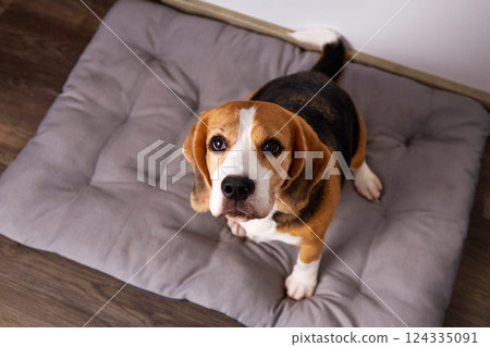 Beagle dog sits on a soft bed Beagle dog sits on a soft bed 124335091