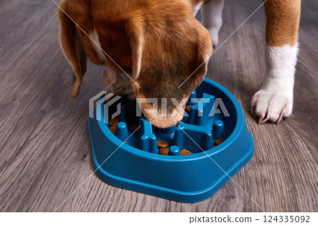 A beagle dog eats dry food from a special bowl for slow feeding of the animal 124335092
