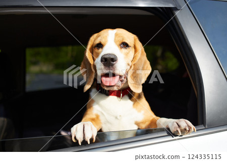 The dog travels by car. Cute beagle dog looks out of the car window The dog travels by car. Cute beagle dog looks out of the car window 124335115