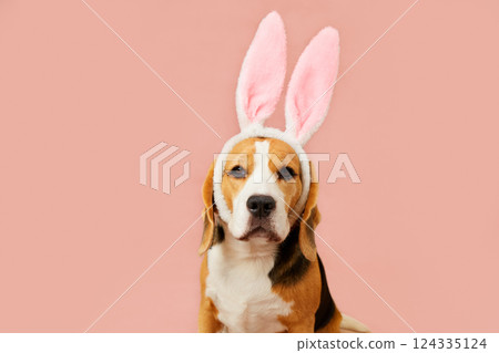 A beagle with large pink bunny ears on a soft pink background 124335124