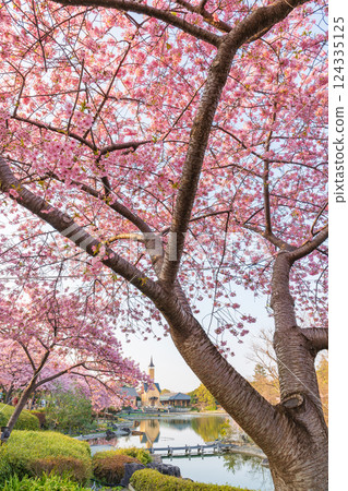 Spring in Nabana Village, Kawazu cherry blossoms in full bloom (Kuwana City, Mie Prefecture) Spring in Nabana Village, Kawazu cherry blossoms in full bloom (Kuwana City, Mie Prefecture) 124335125